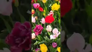 ...wonderful tulip farm #tatachris #titaems #tulipfarm #tuliptour #lifeincanada