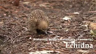 Bonorong Wildlife Sanctuary Tasmania Part 1: Echidna