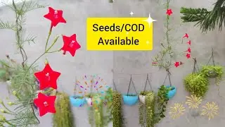 Cypress vine/Mayilmannikam/Morning glory/Ganeshvel/star glory seeds