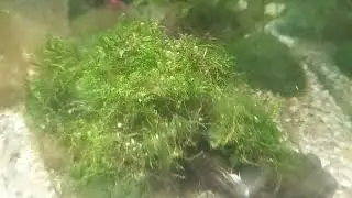 Christmas Moss (Vesicularia montagnei)