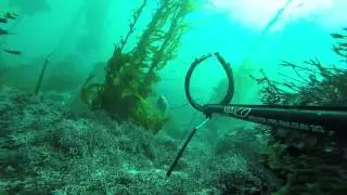Carmel Dive - Amazing Viz