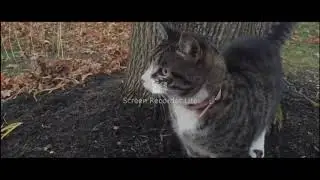 mowgli