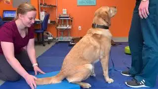 Dog Exercises: Sit to stands
