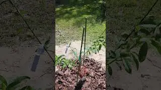 Peach tree initial pruning tip WOW 1 year difference is crazy! #garden