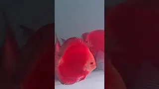 High Quality Discus Fish Neel Aqua star #aquarium #viral #shots