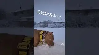 Snow Playtime with a Pocket Bully: Must-See Winter Fun