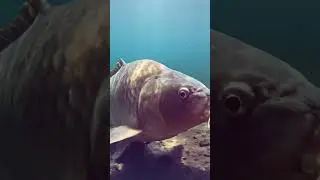 Hook fishing mirror carp