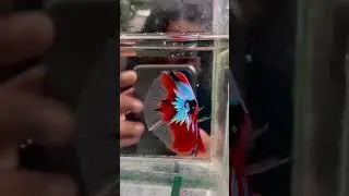 #shorts#topgraderedgalaxy#Redgalaxy#Exoticbetta#betta#ohm#redgalaxyohmbetta#veitnam#venkibirds