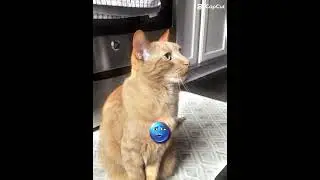 Kit cat