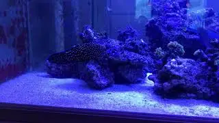Chromileptes altivelis begging