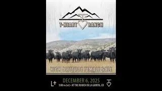 T-Heart Ranch - High Altitude Female Sale
