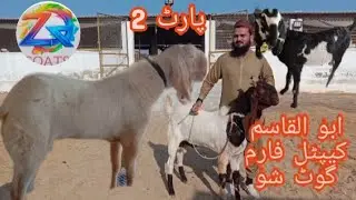 Abullqasim caettal farm goat show laitatst update 2 Feb 2026 ZQGOATS 
