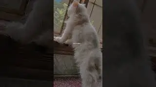 #catshorts #kittytime #cat #animallover