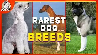 Meet the World's Most Extraordinary and Rare Dog Breeds