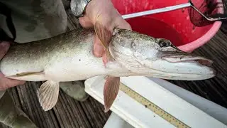 Fleet Pond Fish Survey 2021
