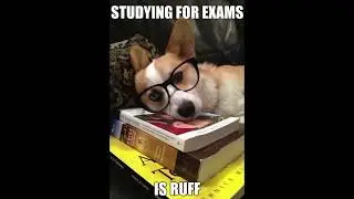 relatable corgi memes to motivate you to STUDY!