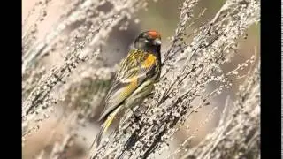KICAUAN BURUNG RED FRONTED SERIN KENARI Dahi Merah Dari Arab Untuk MASTERAN