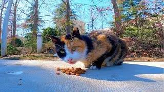 How Calico Cat and Friends Spend Their Day: A Fun Adventure