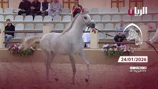 مهرجان سوق واقف للفروسية 24-01-2026
