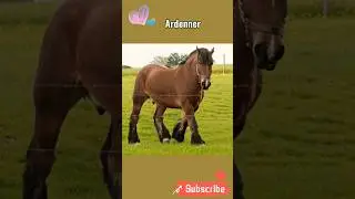 El fuerte Ardenner #caballos #datosinteresantes