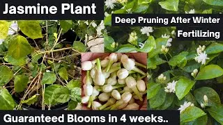 Pruning Jasmine Plant | Flowers Guaranteed in 4 Weeks | Growing Jasmine Plant Guide