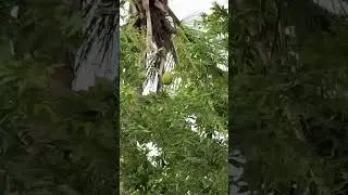 Harvesting coconuts using a coconut hook