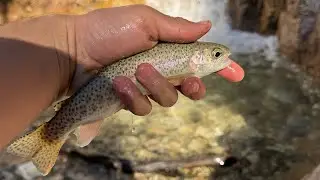 Trout fishing in the mountains | Forest falls ca #fishing #troutfishing #forestfalls 