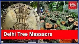 Delhi High Court Stays Cutting Down Of Trees In National Capital