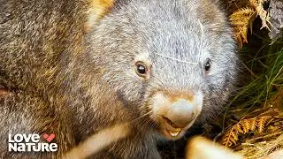 Playful, Fierce, and Ready to Mate | Secret Life of the Wombat 102