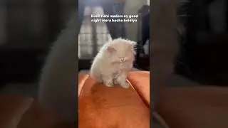 Tag kro ❤️✨..#c#cat#catlovers#lovel#lovevideos#trending#trendingvideosf#foryou#fuzzyy#petoryoupage