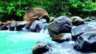 Peaceful Water Flow and Birdsong ASMR - Natural Soundscape for Sleep, Studying, and Meditation
