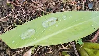 Rain drops #raindrops #garden 