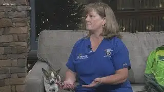 Pet Preparedness: getting your pet an emergency kit
