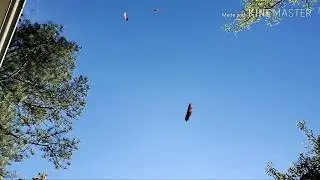 Maple Seeds Falling