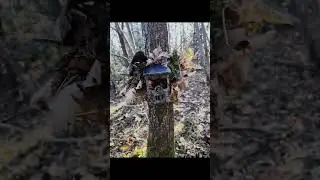 #wildlife  altitudine 1000 metri quasi in cima alla montagna 🌲🪾ecco dove sono le mie fototrappole..🎥