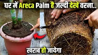 Ghar mein Areca Palm Plant hai To jaldi Dekho | How to Repot Areca Palm | areca palm repotting