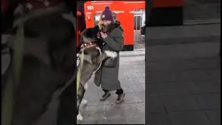 Американская Акита Молли встречает хозяйку в метро. #акита #gooddog #akita