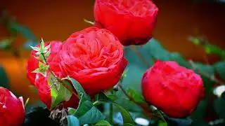 🌹Flowers Therapy Series &ndash; Episode 8 | 5-Minute Rose Relaxation Video