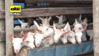 Instalaciones rústicas para cría de cabras