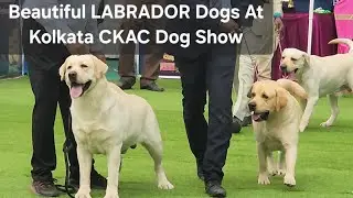 Labrador Retriever || CKAC Dog Show || Kolkata || Highlights