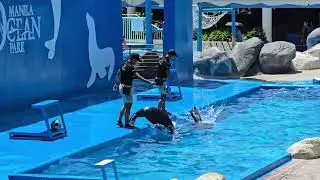 Manila Ocean Park Sea lion show 2025