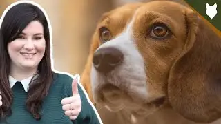 BEAGLE HISTORY DEEPDIVE