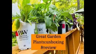 Shade Garden Plants Haul from Great Garden Plants!