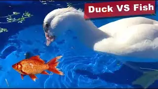 French Muscovy Ducks eating Feeder Fish