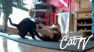 Cats Purring, Playing and Sleeping | Highlights 😻😹