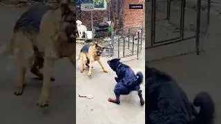 angry rottweiler dog and German shepherd dog fight