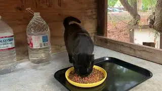 Bella Eating  #communitycats