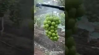 🍇 Is This How You Wash Grapes? Grape Growers, What Do You Think? 🤔✨