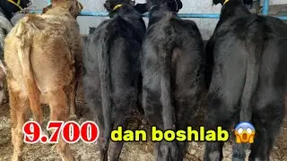 🔥Ko'chat va Gibrid buqachalar Narxi Arzon Joyidan ✅✅ &bull; 8 декабря 2025 г.