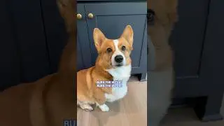 BURN THE WITCH!!🤣🔥#corgi#witch#funny#skit#fyp#dogs#goldenretriever#comedy#subscribe#labrabull
